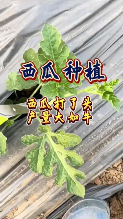 #西瓜种植 #增产增收才是硬道理 #农业技术推广 #生根壮苗