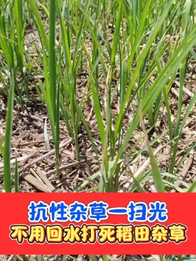 不伤水稻除掉抗性稗草马唐牛筋千金子 一套一桶水打匀打透打仔细，不用回水打死稻田抗性禾本科杂草#水稻 #水稻种植 #水稻除草 #水稻除草剂 #农资肥料