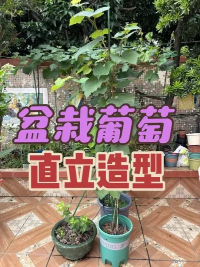 盆栽葡萄造型系列之：直立造型。如何打造直立造型的盆栽葡萄？#盆栽葡萄 #直立葡萄