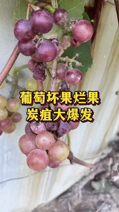 葡萄坏果烂果，炭疽大爆发#优质农产品 #三农种植 #葡萄种植