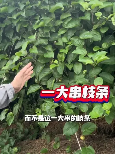 太密的果园，不但影响光合作用，还影响做工效#种百香果#黄金百香果种植技术 #果树种植基地 #果园种植 #果园管理