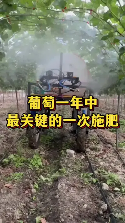 葡萄一年中，最重要的一次#农业种植 #三农 #葡萄种植