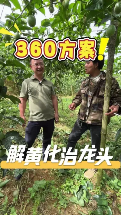 百香果黄化龙头不是病，看看客户使用了360方案解决黄化问题后的真实反馈。#百香果#农业技术推广#农业种植#黄化