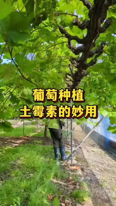 葡萄种植，土霉素妙用#优质农产品 #农业种植 #三农