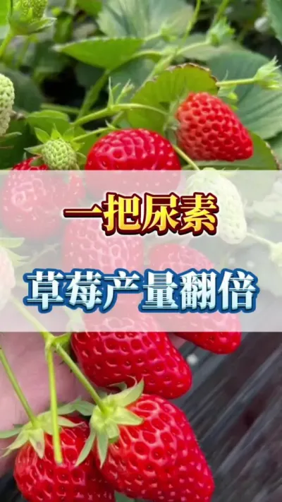 一把尿素，草莓产量翻倍#草莓育苗 #草莓病虫害防治 #种植草莓全过程
