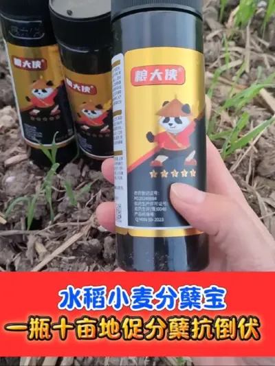 水稻小麦控旺分蘖宝 一瓶十亩地，促进分蘖，提高抗倒#水稻种植 #水稻促分蘖 #分蘖宝 #农资肥料 #农业种植