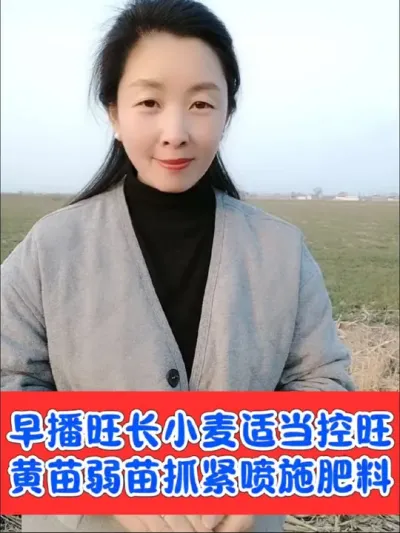 怕倒伏小麦返青后及时控旺，晚播小麦以及黄苗弱苗抓紧促根壮苗#农资肥料 #小麦 #三农种植 #小麦种植 #小麦高产技术