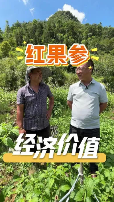 行情好纯利润过万的经济作物&mdash;&mdash;红果参，值不值得栽让我们和种植户老板探讨一下。#红果参#农业种植#农业技术推广#红果参种植