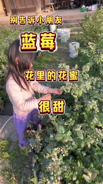 蓝莓的花蜜也很甜哦，小盆友一定会喜欢#楼顶果园 #蓝莓 #大数据把我推给爱吃蓝莓的人 #盆栽蓝莓 #内容启发搜索