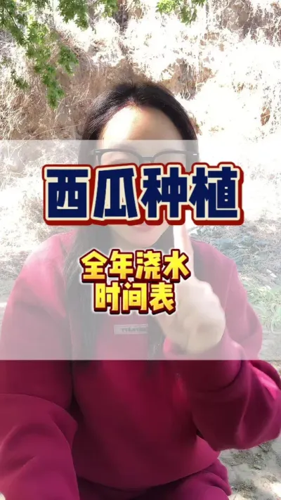 #增产增收才是硬道理 #西瓜种植 #西瓜管理 #西瓜种植技术