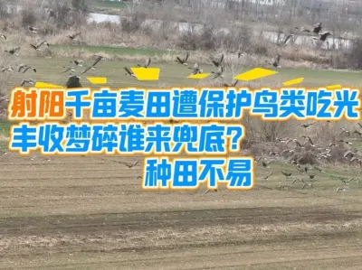 千亩麦田遭保护鸟类吃光 丰收梦碎谁来兜底，种田不易#保护动物人人有责 #种田不易 #农民种地不容易 @陈浩（射阳新农人合作社） @新农人&mdash;MR周 @射阳新农人&mdash;胡子蔡 @禾康农业