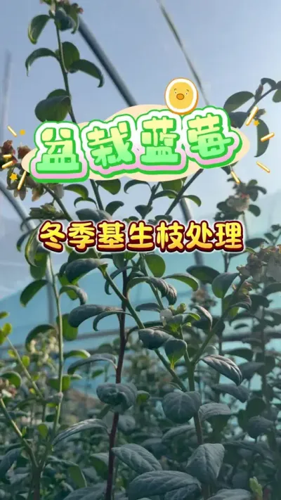 家庭种植盆栽蓝莓冬季基生枝处理#盆栽蓝莓 #楼顶果园#蓝莓自由