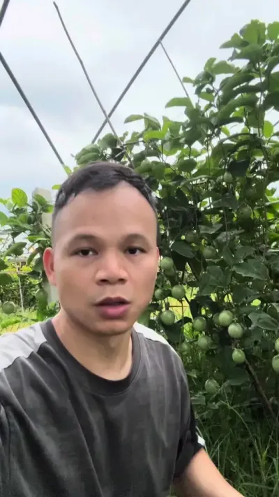 百香果花坐不住的原因分析#种百香果#黄金百香果种植技术