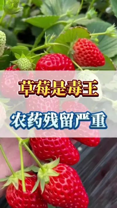 草莓是毒王，农药残留严重#种植草莓全过程 #草莓育苗 #草莓苗种苗