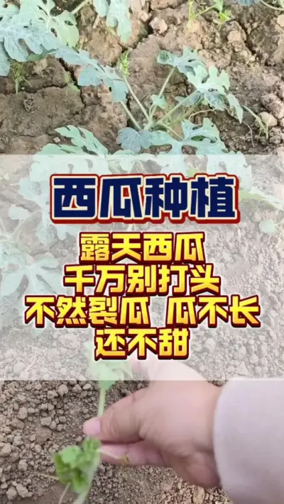 #西瓜种植 #西瓜管理 #膨大增甜 露天西瓜千万别打头，打了头之后呢，西瓜长不大，而且转色慢，西瓜不甜。#增产增收才是硬道理