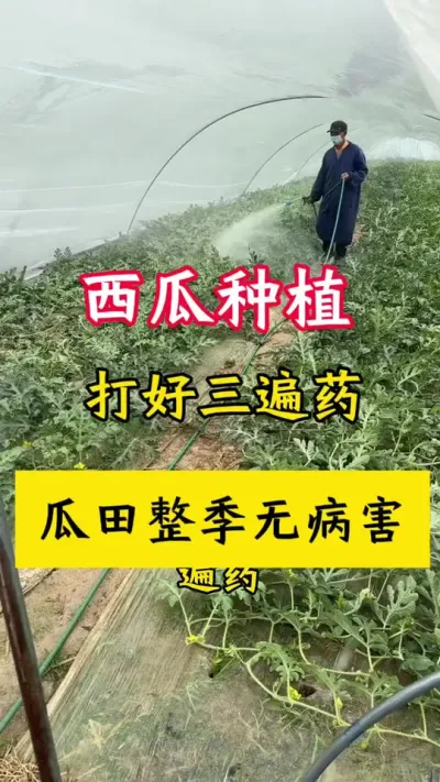 #种西瓜#西瓜种植#西瓜种植技术#大棚西瓜#西瓜病害