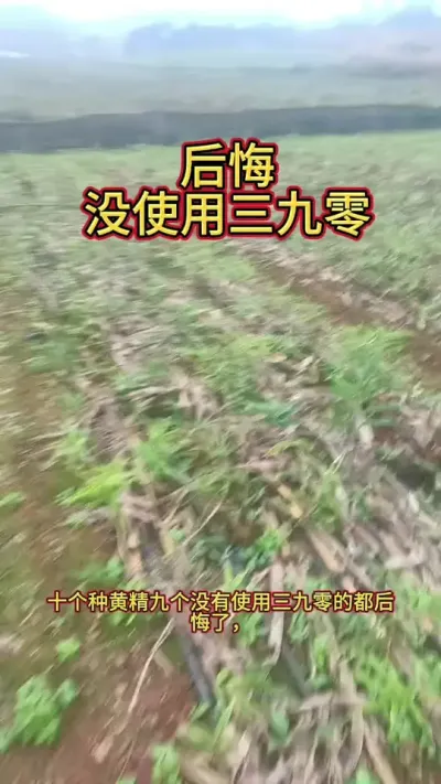 十个种黄精九个没有用三九零的都后悔了#三农#农资#农业技术推广#农业法哥