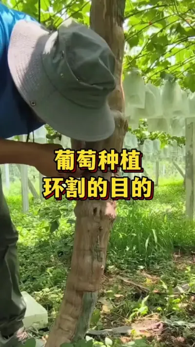 葡萄种植，环割的目的#农业种植 #优质农产品 #三农