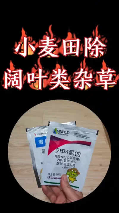 小麦田阔叶杂草一扫光就用雪鹰组合，不伤小麦苗，死草彻底不反弹#农资肥料 #三农种植 #小麦 #除草剂 #小麦除草剂