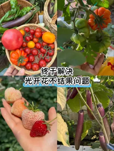 终于解决只开花不结果问题！🥬#阳台种菜教程分享 #安琪福邦酵母营养肥  #阳台种植 #花期专用酵母营养粉  #施肥
