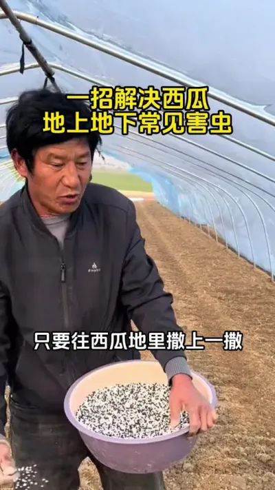 西瓜害虫一锅端 #西瓜病虫害 #西瓜病虫害防治 #西瓜种植#西瓜管理#西瓜种植技术