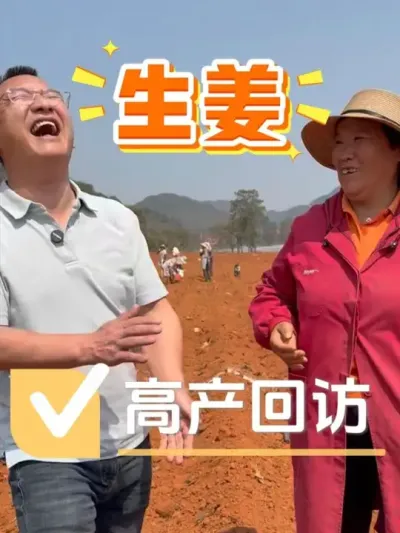 让农户笑得&ldquo;合不拢嘴&rdquo;的种植方案是什么？#生姜种植 #农资肥料 #化肥 #种植小技巧 #种植技术