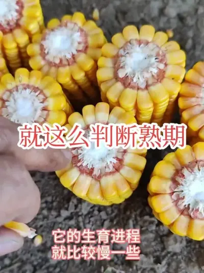 #抖音美好丰收节#乳线#熟期 怎么判断玉米的熟期，主要判断乳线，也要看水分。