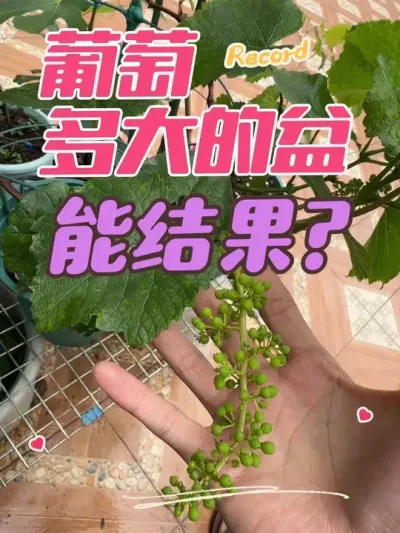 葡萄要多大的盆才能结果？#盆栽葡萄#寒香蜜 #茉莉香