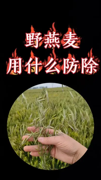小麦田禾本科杂草野燕麦如何正确防除#小麦 #农资肥料 #三农种植 #小麦种植 #小麦除草剂