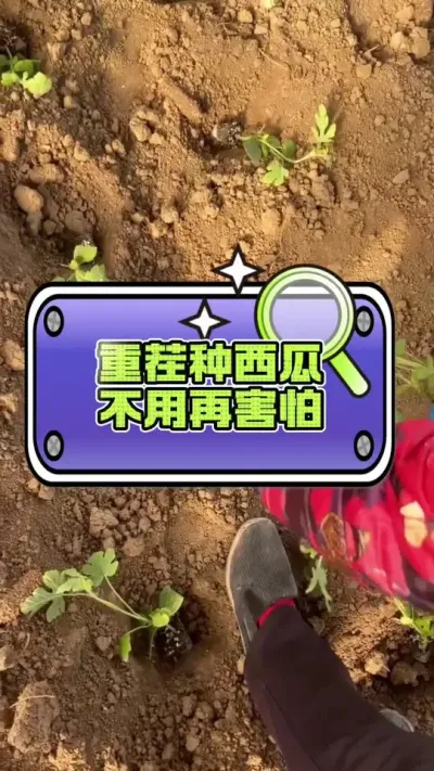 #病虫害防治 #西瓜种植 #生根壮苗