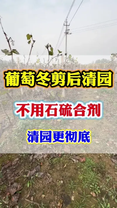 葡萄冬季清园，修剪后必备，完全替代石硫合剂#葡萄清园#果树清园#葡萄修剪#葡萄冬剪