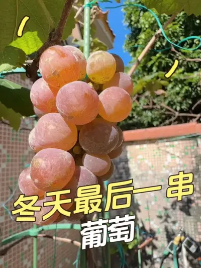 冬天最后一串含香蜜葡萄。#盆栽葡萄 #寒香蜜