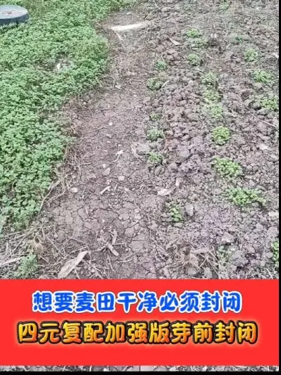 想要小麦田干净必须封闭 #小麦种植 #小麦封闭除草剂