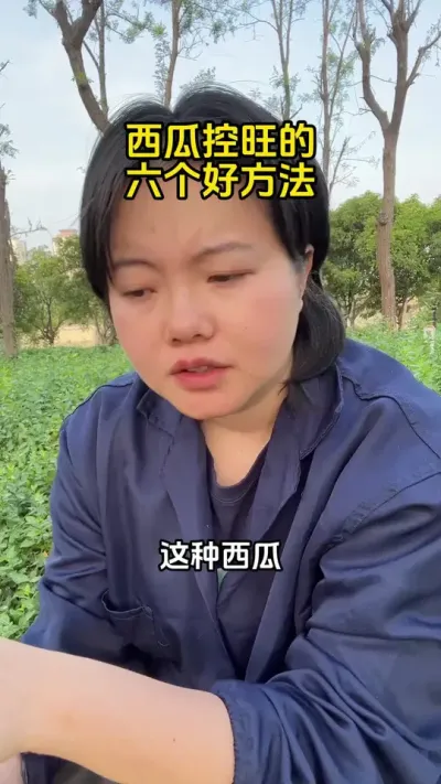 #西瓜种植#西瓜管理#西瓜控旺#西瓜高产#西瓜种植技术