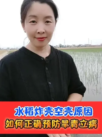 水稻炸壳空壳瘪粒原因及解决办法 满壳宁针对水稻炸壳空壳瘪粒，一瓶十亩地，喷施2到3次，增产增收显著#水稻种植 #水稻炸壳 #水稻高产技术 #水稻旱青立病#农资肥料