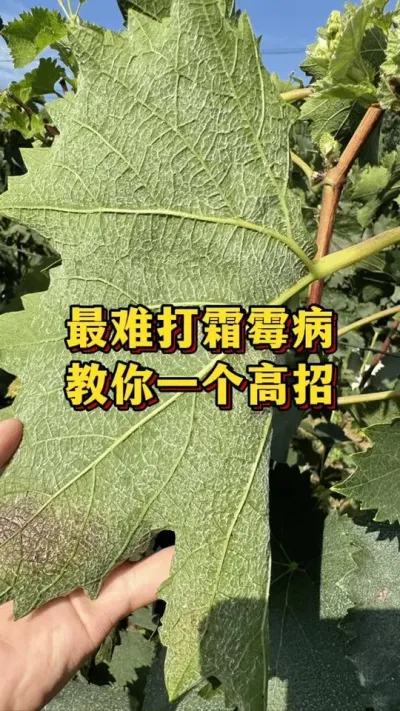 最难打的霜霉病，教你一个高招#优质农产品 #农业种植 #三农种植