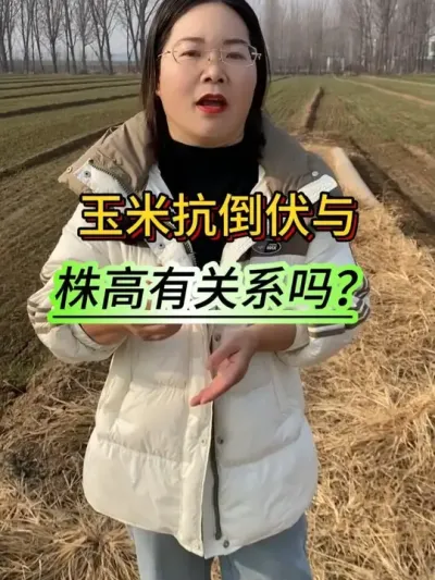 玉米抗倒伏和株高有关系么？玉米种子#农业种植 #支持三农服务三农 #高产玉米种子