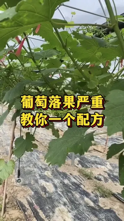 葡萄落果严重，教你一招#农业种植 #三农 #农业种植