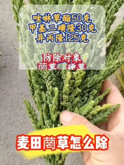 小麦田菵草硬草阔叶草如何防除#小麦种植 #小麦除草剂 #小麦种植管理技术 #小麦除草 #农业种植