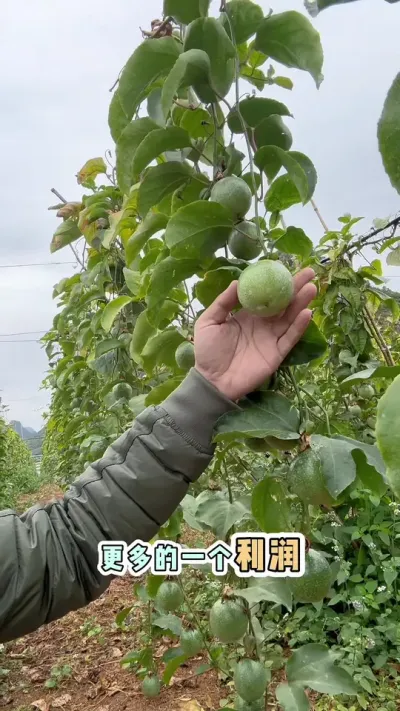 百香果成熟带来的利润#种百香果 #果园管理 #技术分享 #帮农助农 #支持农民