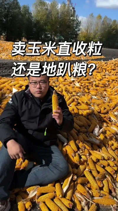 卖玉米是地趴粮还是直收粒？#农业种植 #抖音新农人 #三农种植