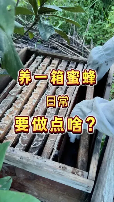 养一箱蜜蜂，平时应该做点啥？#养蜂 #楼顶果园 #乡村味道 #内容启发搜索