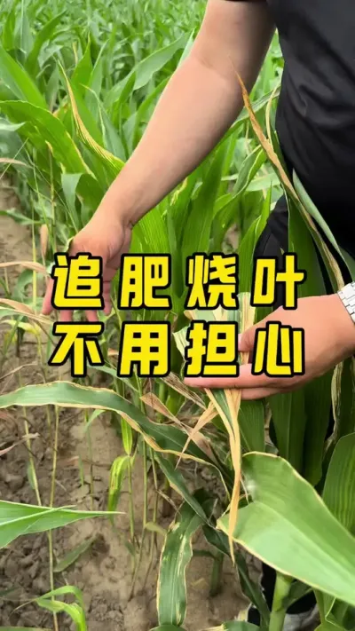 追肥烧叶，不用担心 #农业种植 #农业技术 #三农服务 #种植技术 #农业种植技术