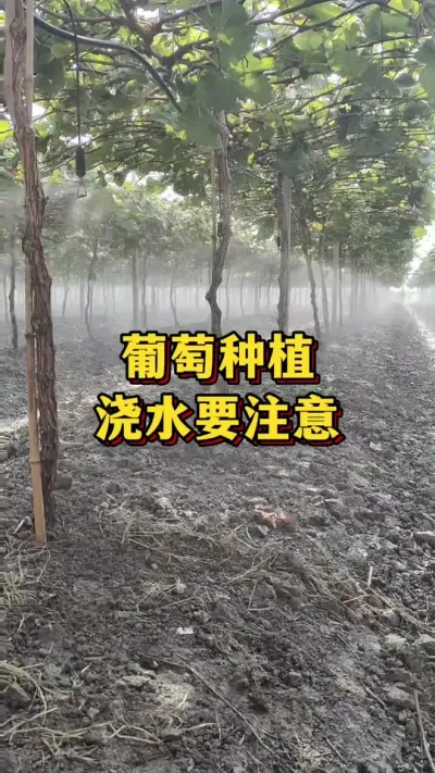 葡萄种植，浇水要注意#三农 #葡萄 #葡萄种植