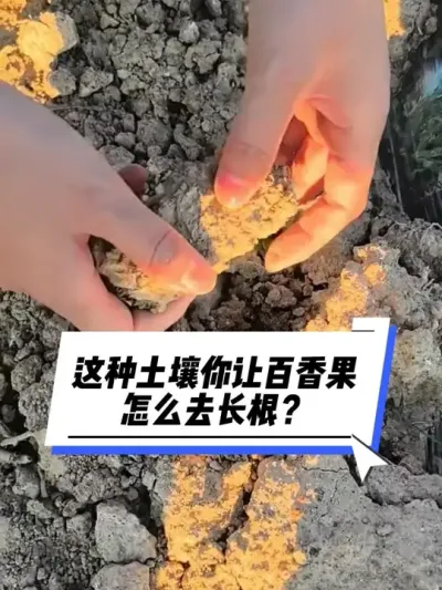 这种板结土壤你让百香果怎么去长根？#种百香果#百香果种植技术 #百香果用肥