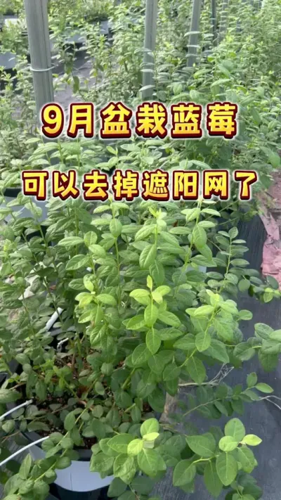 9月份马上就去蓝莓适宜生长的温度了，高温过去，遮阳网及时去掉让它们长一波吧～还有新手建个大棚容易踩的坑也gong一下～#盆栽蓝莓#楼顶果园 #盆栽果树#种植小技巧 #家庭种植