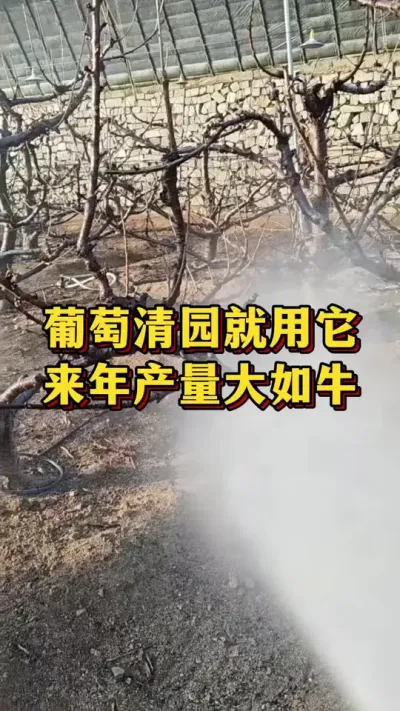 葡萄清园就用它，来年产量大如牛#农业种植 #优质农产品 #葡萄种植