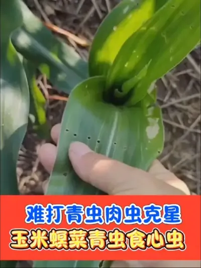 难打菜青虫玉米螟食心虫棉铃虫甜菜夜蛾就用刺青杀虫彻底 刺青杀虫，一次搞定，专打难打青虫肉虫#青虫 #青虫特效 #杀虫剂 #杀虫 #农资肥料