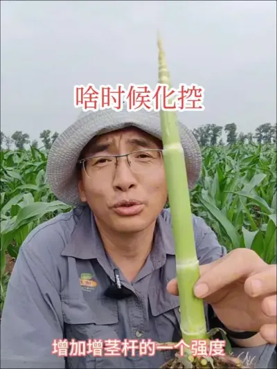 #农业种植 #玉米化控#倒伏 玉米什么时候打化控，和大家讲一下。
