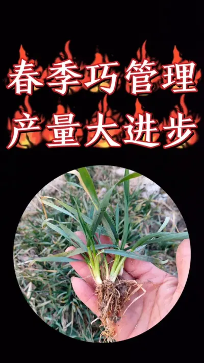 春季小麦加强田间管理，促弱转壮，控旺抗倒，为后期产量打好基础#小麦 #三农种植 #农资肥料 #小麦种植 #小麦管理